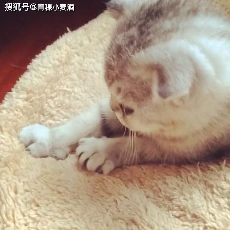 猫踩奶是什么意思?_宠物频道 怀孕母猫踩奶是什么意思