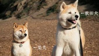 柴犬和秋田犬的区别 柴犬和秋田犬的区别