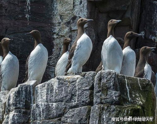 为什么北极不能有企鹅? 人类为什么不能去北极