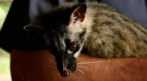 猫屎咖啡是怎么来的?猫吃咖啡豆后排出 猫屎咖啡哪个牌子最好