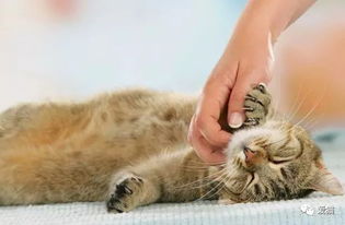 怎么确定猫认主人了? 怎么确定猫认主人了?