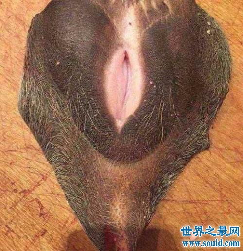为什么广东总有很多人喜欢吃牛? 为什么没有广东大学