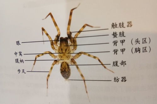蜘蛛是昆虫吗? 蝌蚪是昆虫吗