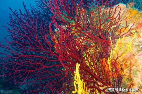 珊瑚是生物吗? 珊瑚是生物吗请说明理由