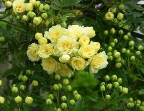为什么木香花不能种植?(木香花为什么叫鬼)