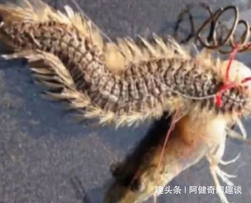 一个人抓住了一条龙,准备把它带回家,但专家是一种有毒的海毛虫(抓住一个人的心)