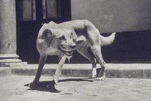 被猫咬不要打狂犬病疫苗 网上还有这样的说法(被猫咬不要打狂犬疫苗)