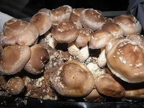 蘑菇越贵越好,营养没有那么大(职场蘑菇期越长越好吗)