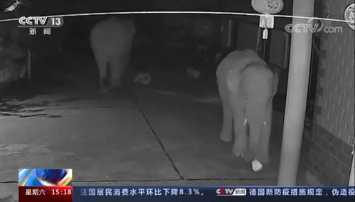 大象为啥对酒感兴趣了?(大象为啥对酒感兴趣?)