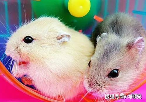 仓鼠饲养的八个禁忌,否则你的仓鼠可能会有各种各样的问题