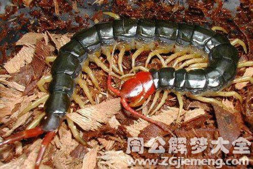 为什么不能踩死蜈蚣(为什么不能踩死蜈蚣和20厘米)