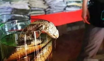 蛇能杀吗?可以杀_宠物频道