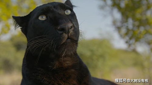 为什么母狮在猫科动物中的狮子家族中被驱逐?(狮子为什么是猫科)