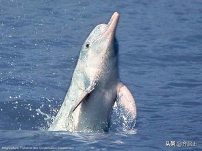 世界三大珍稀动物,大熊猫、金丝猴和白鳍豚(世界三大珍稀动物排名)