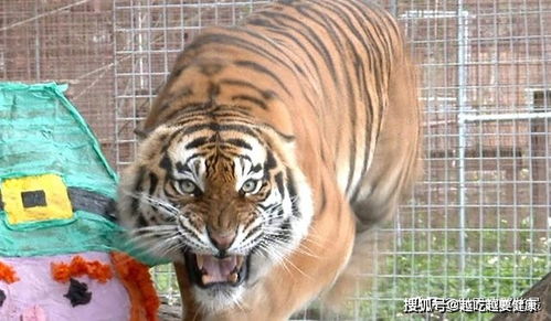 为什么老虎头上有王字 老虎眼中的人类可怕吗(为什么老虎头上有个王字)