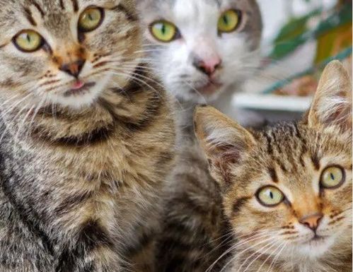 猫不能吃冰淇淋 这些冷食对许多猫的胃非常不友好