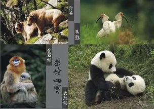 秦岭四宝是什么意思?它们是四种珍贵的动物(秦岭四宝是什么的吉祥物)