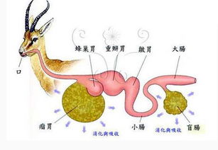 有三颗心的动物是什么?(三颗心值多少钱是什么动物)