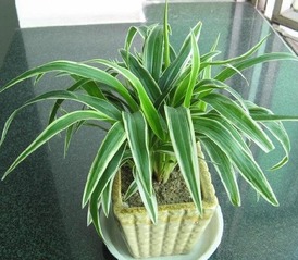 什么花能吸收甲醛(那种花去甲醛)