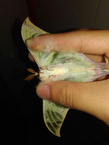 红飞蛾无毒 红色飞蛾通常生活