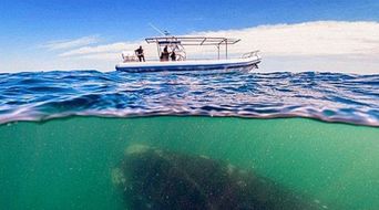 海底9万米的恐怖 生物很难在9亿帕的压力下生存(海底1万米最恐怖的鱼)