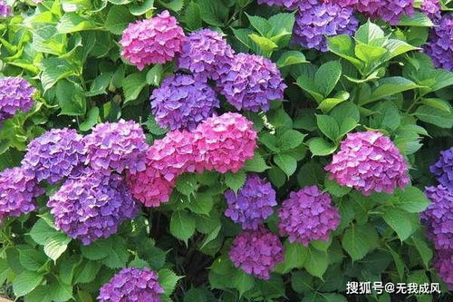 绣球花的别称是八仙花,因为枝叶有毒,可能会被误认(绣球花别称时代少年团)