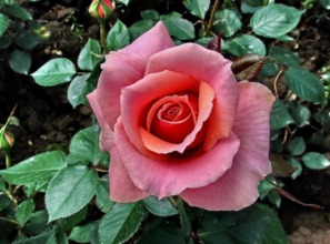 美国国花是什么花?它实际上是代表爱的玫瑰(美国国花是什么花)
