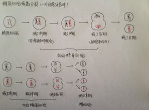 动物DNA与人类的区别(人类和动物dna融合)