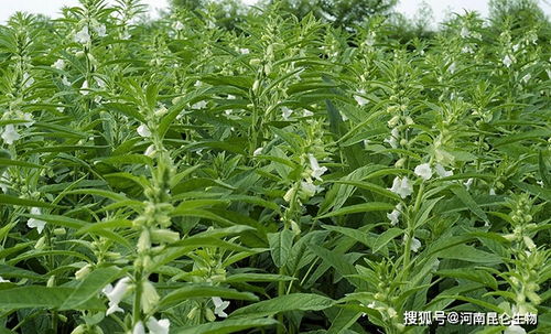 芝麻和玉米是一种常见的作物