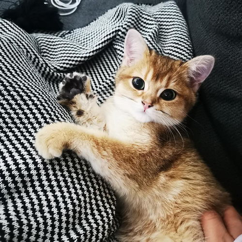 猫踩牛奶是什么意思_宠物频道 小时候喜欢踩牛奶盒是什么梗