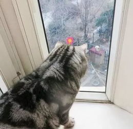 梦见猫的预兆是什么? 男人梦见猫咬手预兆
