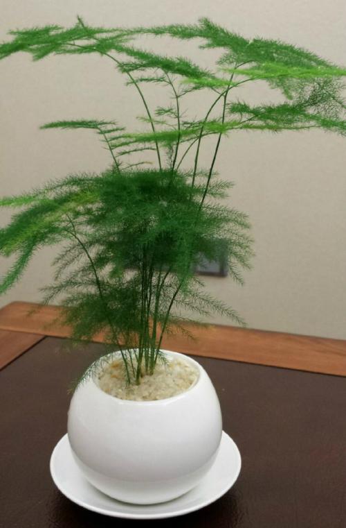 为什么家里不能饲养芦笋 风水大师给出答案 为什么家里不能放水晶