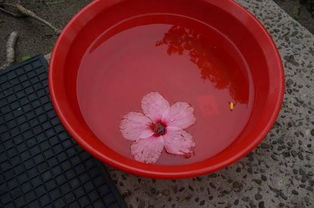 甲醛最怕的三种土法 甲醛最怕的三种树