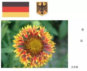 目前还没有正式确定中国国花