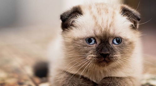 养折耳猫会发生什么?_宠物频道