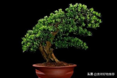 植物风水改善你家庭的风水 改善风水的植物