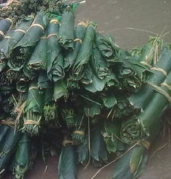 粽子叶是什么植物的叶子? 海南粽子叶是什么植物