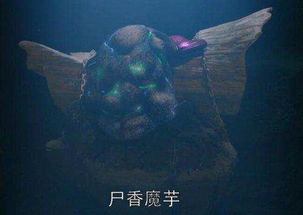 鬼吹灯里的尸香魔芋花真的存在吗? 鬼吹灯里的尸香魔芋