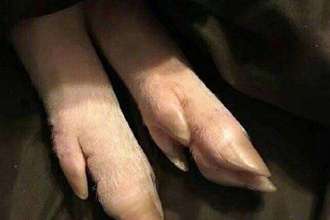 大猪蹄是什么意思?这种说法更倾向于开玩笑 猪蹄子是什么意思