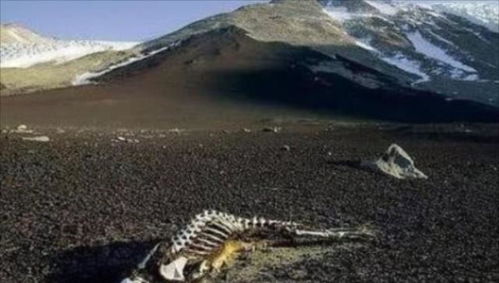 为什么昆仑山有重兵守卫? 昆仑山为什么不让进去