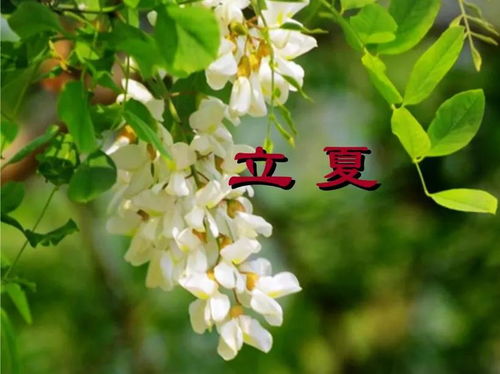 立夏节气的意义是什么? 立夏节气的夏代表的意义