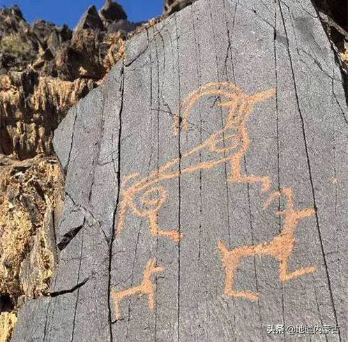 为什么古夷苏木这么贵?