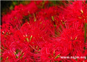 彼岸的花语是什么意思?(彼岸花的寓意和花语)