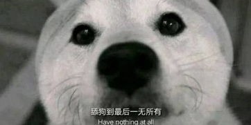网络语言躺平是什么意思?(躺平是什么网络语言)