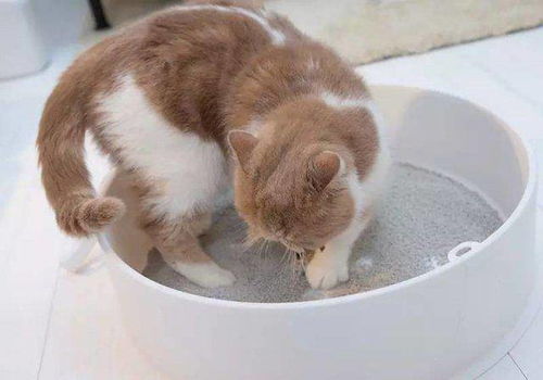 养猫的奇怪禁忌 猫窝要坐北朝南