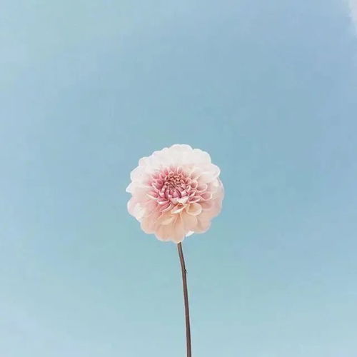 温柔干净的句子与爱情无关(文案句子温柔干净爱情)