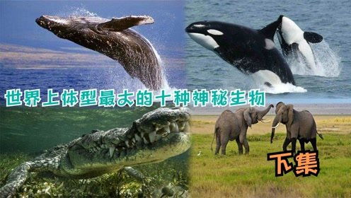 世界十大神秘生物,龙真的存在吗? 世界十大神秘生物有哪些