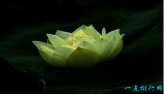 我从未见过这些植物,真是大开眼界! 我从未见过他