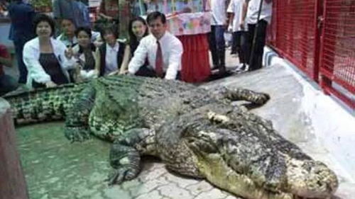 世界上最大的鳄鱼 鳄鱼的天敌是什么 世界上最大的鳄鱼是什么品种的
