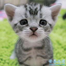 世界上寿命最长的猫是什么 寿命约为13~16 世界上寿命最长的动物
